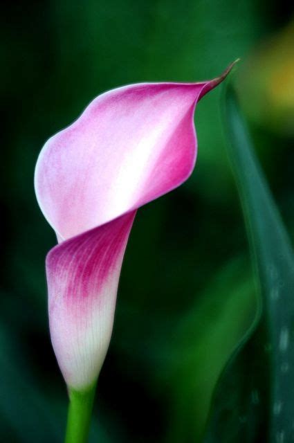 馬蹄蘭 花語|鮮花趣聞：Calla Lily馬蹄蓮 